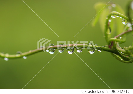 Early spring forest scenery Fresh green vines covered with raindrops Early spring forest scenery Fresh green vines covered with raindrops 96932712