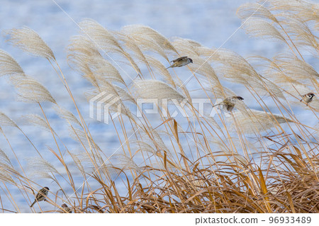 Withered pampas grass and sparrow 96933489