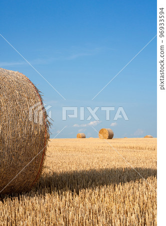 Straw rolls on the field. 96933594