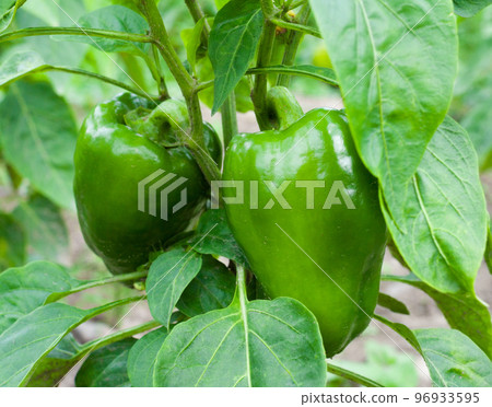Growing the bell peppers (capsicum) Growing the bell peppers (capsicum) 96933595