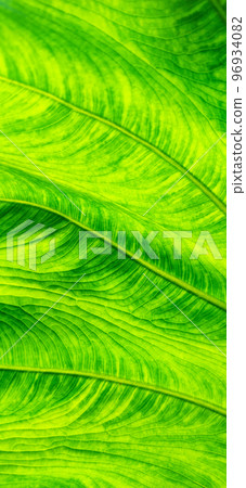 Background of bright green leaf in background light. Flat exotic texture of plant, close-up. Vertical frame 96934082