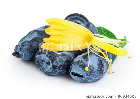 Fresh honeysuckle blue berry isolated on white background with full depth of field 96934508