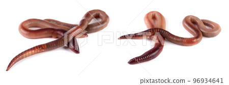 Two earthworms isolated on white background. Set or collection Two earthworms isolated on white background. Set or collection 96934641