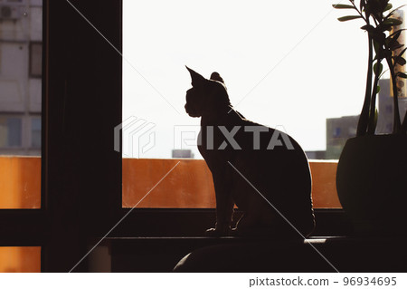 Bald Canadian Sphynx is sitting on the window sill. A dreamy sphinx cat silhouette in the dark room. Calm pet sits indoors at home and looking out the window. Hairless feline domestic animal wallpaper Bald Canadian Sphynx is sitting on the window sill. A dreamy sphinx cat silhouette in the dark room. Calm pet sits indoors at home and looking out the window. Hairless feline domestic animal wallpaper 96934695