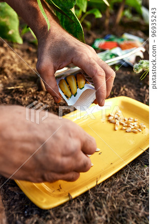 Close up of male farmer with soybean seed in his hands Close up of male farmer with soybean seed in his hands 96935243