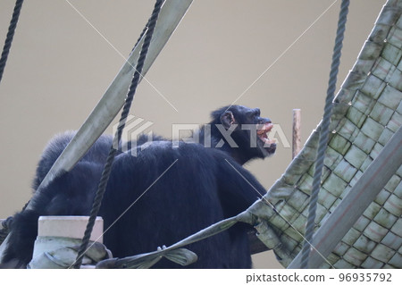有尖叫的黑猩猩的動物園景觀 96935792