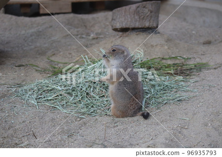 A zoo scene with a prairie dog standing on its hind legs in front of a straw for food 96935793
