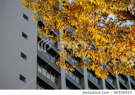Landscape of autumn cityscape in the city with yellow leaves trees and buildings 96936455