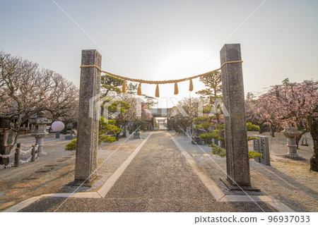 綱敷天滿宮的梅花(福岡縣築城町) 綱敷天滿宮的梅花(福岡縣築城町) 96937033