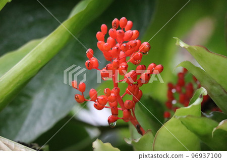 Echmea 紅色漿果的特寫視圖 Echmea 紅色漿果的特寫視圖 96937100