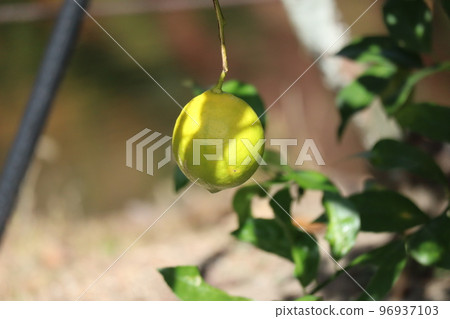 Landscape of a tree with yellow lime berries Landscape of a tree with yellow lime berries 96937103