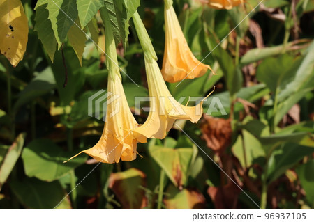 淺橙色花瓣的 Brugmansia 花的特寫視圖 96937105