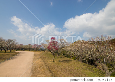 嘉馬市梅林公園的梅花（福岡縣嘉馬市） 96937147