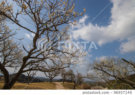 嘉馬市梅林公園的梅花（福岡縣嘉馬市） 96937149