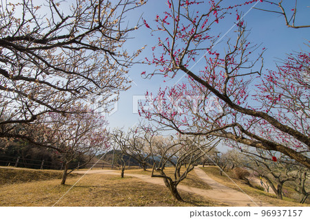 嘉馬市梅林公園的梅花（福岡縣嘉馬市） 96937157