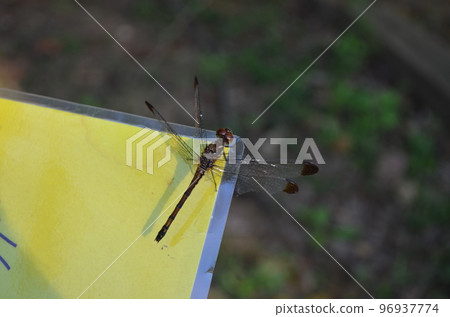 A dragonfly perched on a yellow sign A dragonfly perched on a yellow sign 96937774