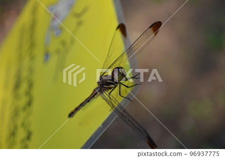 A dragonfly perched on a yellow sign A dragonfly perched on a yellow sign 96937775