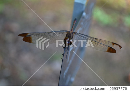 A dragonfly perched on a signboard 96937776