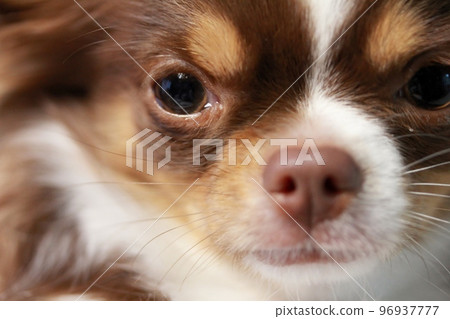 Up Chihuahuas 96937777