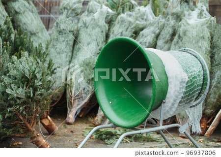 Pines and blue netting tube at farm market, no people. Buying Christmas tree and transportation concept. Selective focus, close up, copy space 96937806