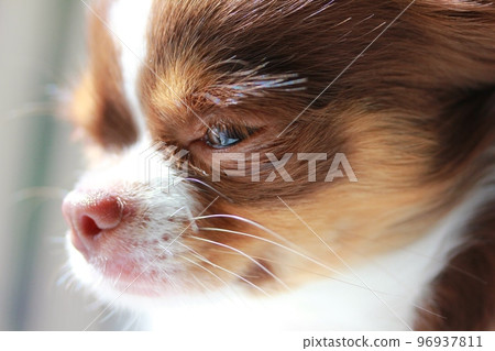 Puppy's Chihuahuasa 96937811