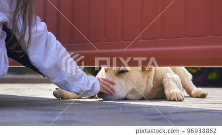 A sad guard dog allows himself to be stroked by a child from behind the fence 96938862