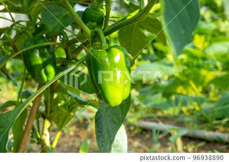 green pepper  96938890