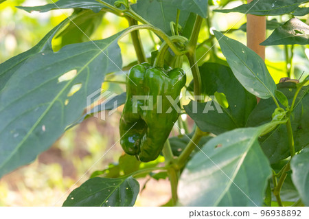 green pepper green pepper 96938892