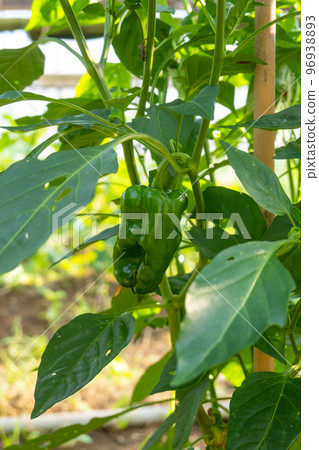 green pepper green pepper 96938893