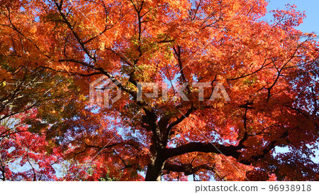 紅葉，東城丘歷史公園 96938918
