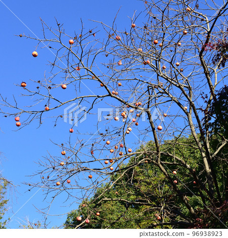 柿子、東城丘歷史公園 96938923