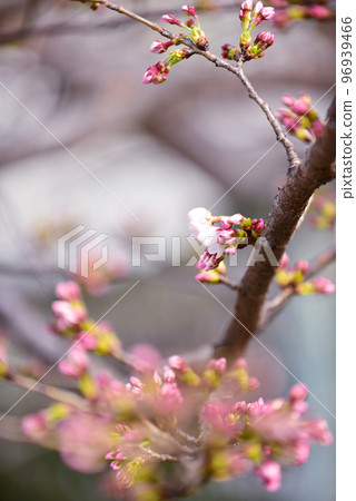 櫻花盛開的花蕾 96939466