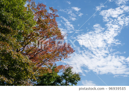 Autumn sky Autumn sky 96939585