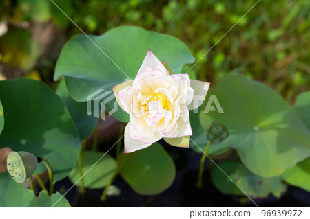 Lotus flower blooming in pond with green leaves 96939972