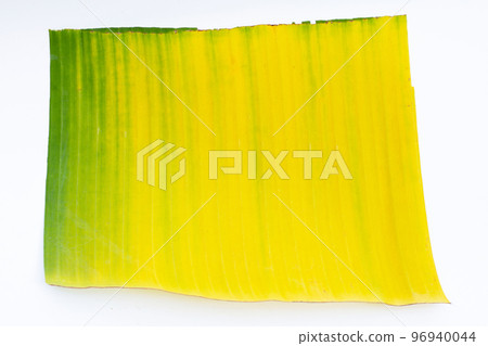 Yellow green banana leaf on white background. Yellow green banana leaf on white background. 96940044