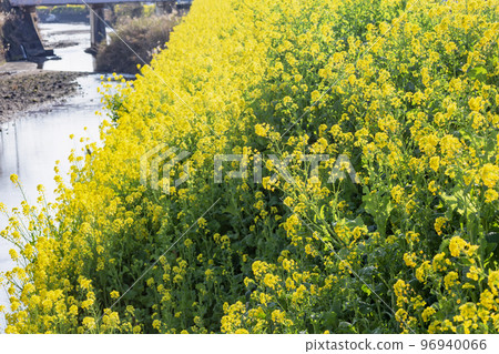 沿著小溪強姦花朵 96940066