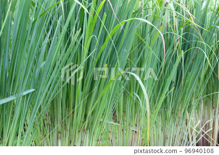 Lemongrass clump in the garden Lemongrass clump in the garden 96940108