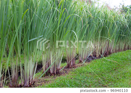 Lemongrass clump in the garden Lemongrass clump in the garden 96940110