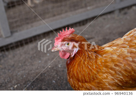Hens in the chicken farm. Organic poultry house. Hens in the chicken farm. Organic poultry house. 96940136