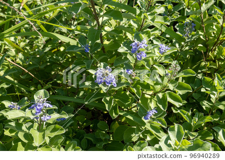 Hammock Hammock 96940289