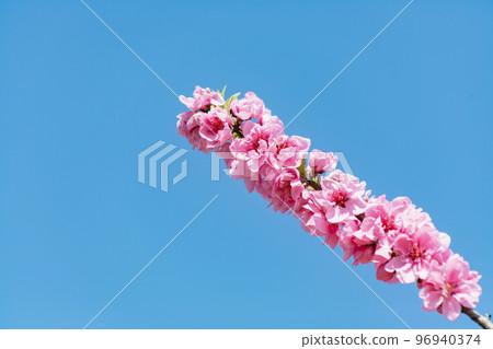 粉紅色的桃花 96940374