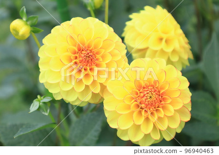 dahlia yellow flower dahlia yellow flower 96940463
