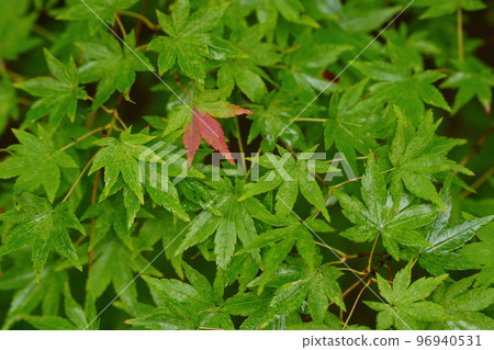 Autumn leaves in Kyoto 96940531