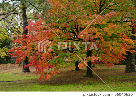 Autumn leaves in Kyoto 96940620