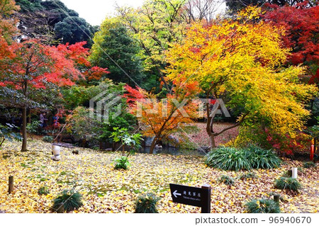 Autumn scenery of colorful autumn leaves (yellow leaves) around Takimi Chaya in Rikugien Autumn scenery of colorful autumn leaves (yellow leaves) around Takimi Chaya in Rikugien 96940670