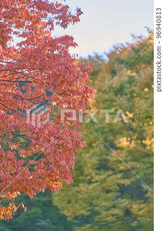 Japanese scenery with autumn leaves 96940813