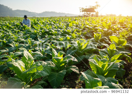 garden in the tobacco field Mekong riverside in Nong Khai Province Thailand. 96941132