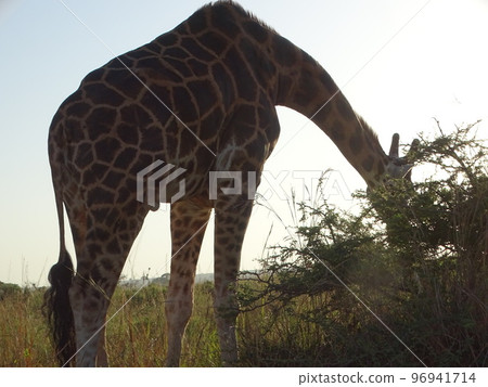 Uganda Safari Tour (Giraffe) 96941714