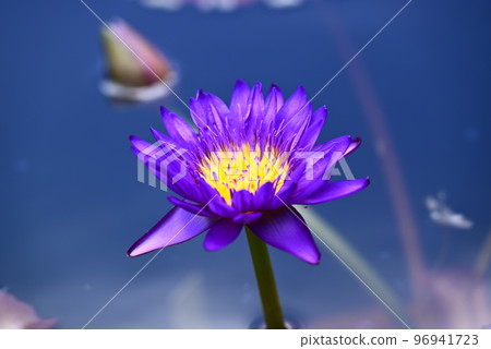 漂浮在水中的荷花花 漂浮在水中的荷花花 96941723
