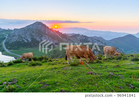 Highland pastures of Covadonga at sunset 96941841